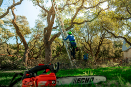 Tree Surgeon Birmingham Small